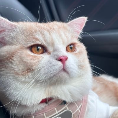 cherbility's profile picture. 𝘉𝘦𝘵𝘵𝘦𝘳 𝘛𝘰𝘨𝘦𝘵𝘩𝘦𝘳 .*• 🤍 ˚ 🌻 ෆ 🐈‍⬛ ⟡ #𝘾𝙝𝙚𝙧𝙥𝙧𝙖𝙣𝙜𝘼𝙧𝙚𝙚𝙠𝙪𝙡