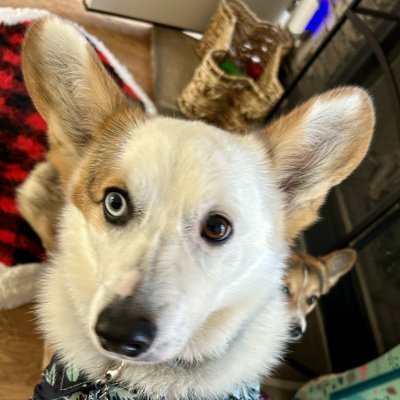 Corgimommy66's profile picture. Wife, mom, dog luvr, coffee addict, horror movie fan, & avid reader. Here for the drama.