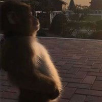 atlas (@pablobalim) 's Twitter Profile