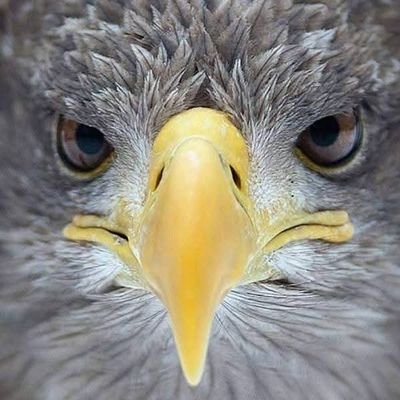 TexasCrowFly's profile picture. #WeThePeople
#TX34