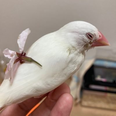 飼い主2人による文鳥のゆきちゃん(2025.2.5〜)の成長記録と可愛さを共有したいアカウントです 文鳥好きの方、鳥飼いの方仲良くしてください🪽