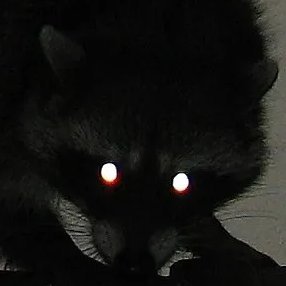 RQmanic's profile picture. Raccoon