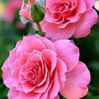 الورد 🌹さんのプロフィール画像