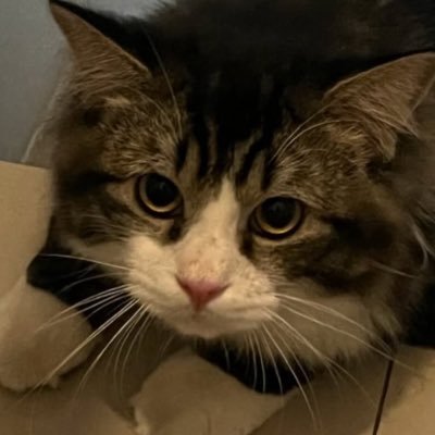 0xkojiroo's profile picture. Still learning