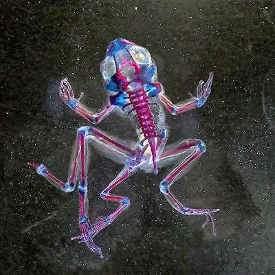 SHALLOW ENDS coming soon!/Head Cleaner/Stealing Propeller Hats from the Dead/The Last Projector, etc. Ate a cricket for 5 dollars. Those were 1993 dollars.