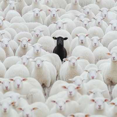 BlackFyeSheep's profile picture. 