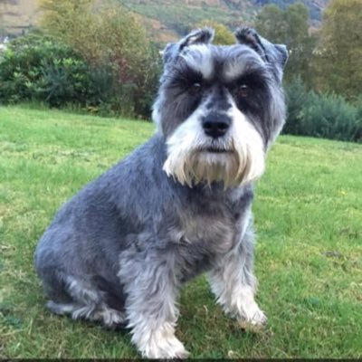 scottosteo's profile picture. 