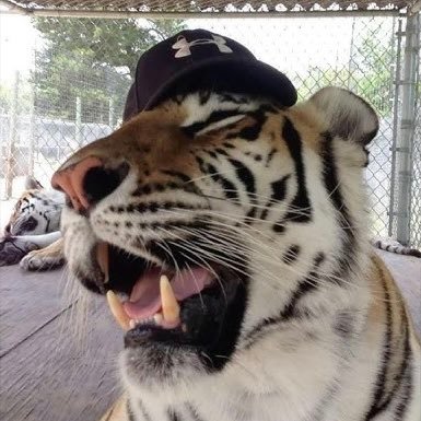 snowiwing's profile picture. tigres, pensamentos e música