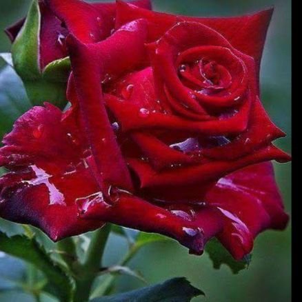 To enter privately, away from politics and religion
i Love you all doctor. Interesas pri konsilado de familioj kun mensaj malsanoj
