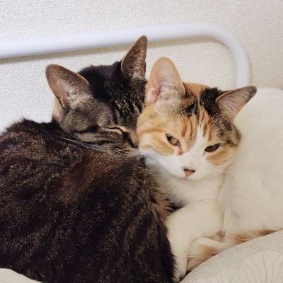 くしゃみさんのプロフィール画像