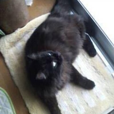 oyasumi0603's profile picture. 乗っ取られたので仮に新しく作りました。フレ登録してください。🍜と🎰。SANKYOに脳を焼かれたのでリハビリして人間に戻りたい勢🤪