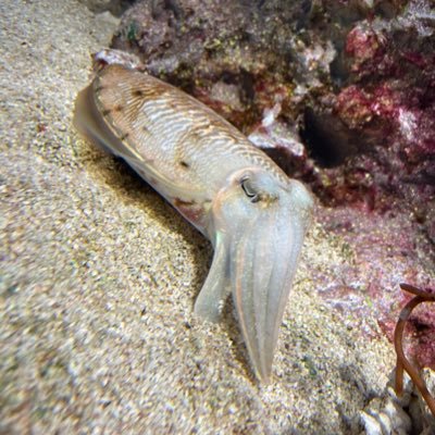 Y4ktbM4BJ969497's profile picture. アクアリウム初心者です！ 綺麗ないい水槽を作るのが夢✨ よろしくお願いします！ 無言フォローごめんなさい🙇‍♂️