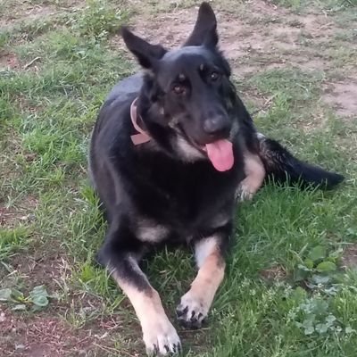 USMC Vet. Constitutional Conservative. MAGA supporter. Love German Shepherds. I hate tattoos on women no matter how pretty you are Fight Fight Fight ,🚫 dm