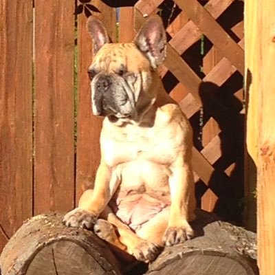 OldDog111's profile picture. These are only my beliefs and opinions, nothing more. Marines 🇺🇸