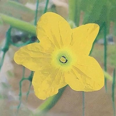 guo_yu93446's profile picture.