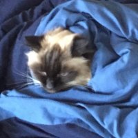 KITTY (@kitty042023) 's Twitter Profile