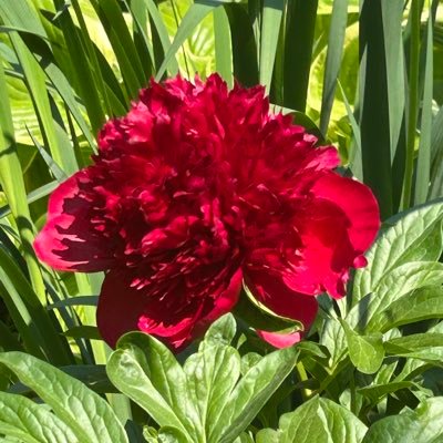 AnitraD60452's profile picture. 