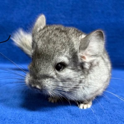 chikekureo's profile picture. 最もフィジカルで、最もプリミティブで、最もフェティッシュなやり方で楽しませていただきます。