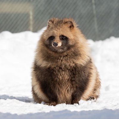 ponpoko_anirnd's profile picture. @aniland_sapporoにいるぽんぽこだよ〜🐾💜 キラキラコンカフェ嬢になりたい✧︎*。