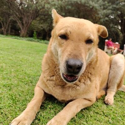 SandeepPra71436's profile picture. 