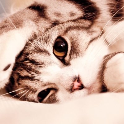 T5lMCUQmBG46's profile picture. エンジニア(笑)してます！ @NIKU_CHOMOと@tayori_triと@reche_rcheが大好物です！！！