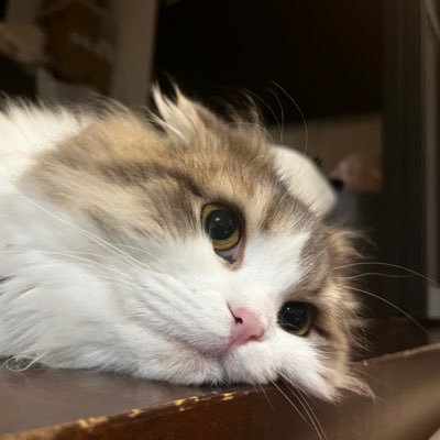 ちーくん（二つの月 Profile