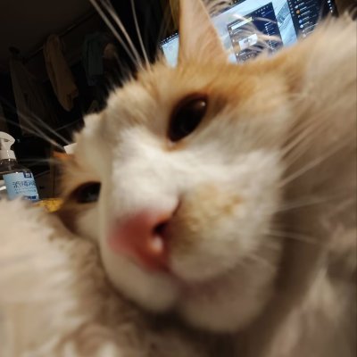 Neptuniiia's profile picture. 有猫之人