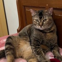 Mas Indra (@rolls_banana) 's Twitter Profile