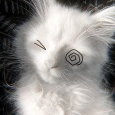 timote_mor20905's profile picture. soy fandom XD