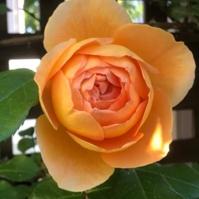 EfmfGox52coTPyC's profile picture. Carpe Diem❗️愛しい人よ さあ薔薇を見に行こう 過ぎ去った時間は戻ってこない 過ぎゆく前に