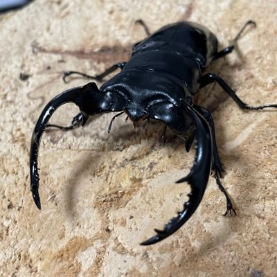 新しく開設いたしました!お手数ですがフォローよろしくお願いいたします🙇販売も行っております😁 ヤフオク、X(旧Twitter)Instagramからでも可能です!お気軽にDM下さい😆 ウエストウッディオオシカクワガタ SR血統オオクワガタ タランドゥスオオツヤクワガタ ピラニア F4スーパーレッド