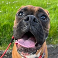Foxy🦊Pren Llwnog 🏴♀️🏴 (@foxycujoboxer) 's Twitter Profile Photo Foxy🦊Pren Llwnog 🏴♀️🏴 (@foxycujoboxer) 's Twitter Profile Photo
