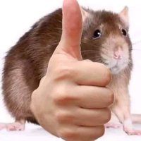 쥐광이 (@lunatic2rat) 's Twitter Profile