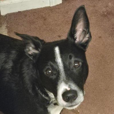 DankDepp's profile picture. 