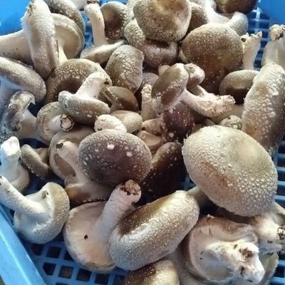 GLt82szOLo1N2HA's profile picture. 僕自身、広汎性発達障害(ASDとADHD)と過敏性腸症候群を抱えてます。毎日、生きがいを持って楽しんでます。趣味は、音楽鑑賞・生演奏聴くこと・楽器演奏・映画鑑賞・スポーツ観戦(野球・サッカー・格闘技・競馬)・ウォーキング・乗り鉄・ゲーム・アニメ・漫画を読むこと。合言葉→生涯青年と不撓不屈の精神。よろしくお願いします。