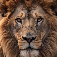 από χωριό (@tseretes42140) 's Twitter Profile Photo από χωριό (@tseretes42140) 's Twitter Profile Photo