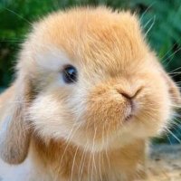 RabbitSoldier21🌸🐰🌸 (@rabbitsoldier21) 's Twitter Profile Photo RabbitSoldier21🌸🐰🌸 (@rabbitsoldier21) 's Twitter Profile Photo