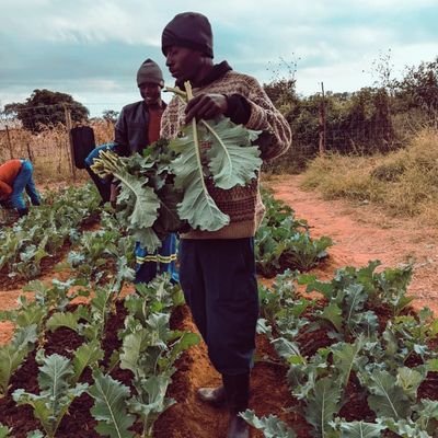 Agribusiness student by day,agriculture advocate by night | Skilled in farm management, crop protection, marketing & more |
#Agribusiness#SustainableAgriculture