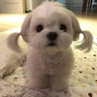 🐾 (@itzpupperoo) 's Twitter Profile