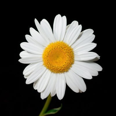 Ju_zea_'s profile picture. 