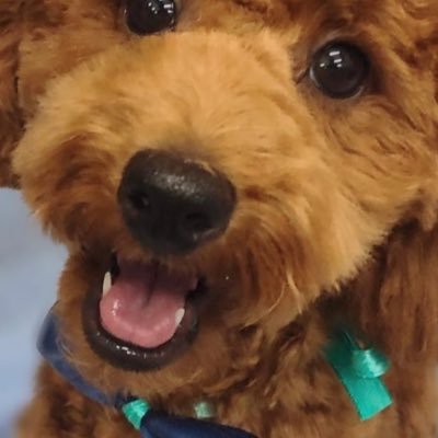 LivwelF's profile picture. ガジェットに興味持ち始めた人