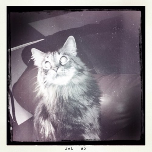 Odin_hipstercat's profile picture. Cat, Not god. Muscle car purr, vindictive tail.