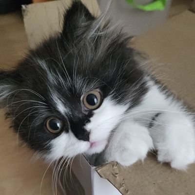 CoffeeQueenKala's profile picture. Twitch Affiliate, huge fan of Baldur's Gate3, Dragon Age, Mass Effect, Alien/Predator (and Star Wars, ofc)
#HalsinisaDaddy

https://t.co/GozqRXoEP2