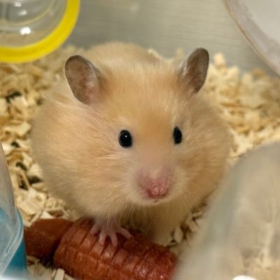 buh1211's profile picture. 独立1年生！不動産は13年生。売買仲介、買取、借地相談、不動産コンサル、終活アドバイザー、人材派遣。一都三県たまに地方も。 新しい人と出会うのが好きです。