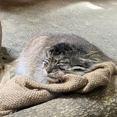 yuuuu_chocolate's profile picture. のんびり趣味アカウントです〜