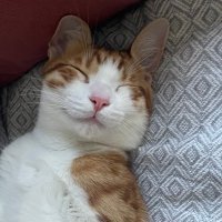 cheetos (@aglamadamla) 's Twitter Profile