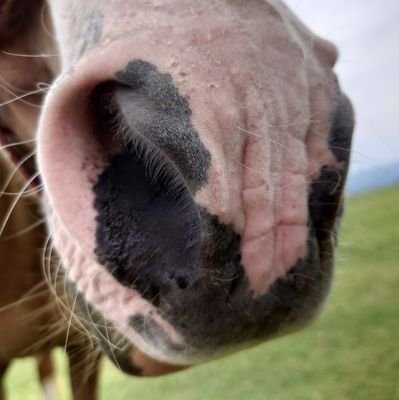 k_gunsou's profile picture. 