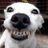 dogvideosdaily's profile image