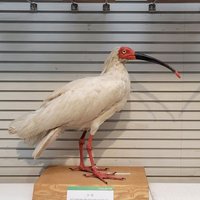 優優＆美美 (@yosugasuguru) Twitter profile photo