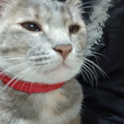 kattoさんのプロフィール画像